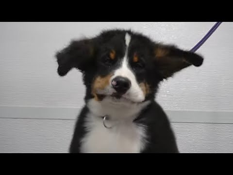 Bernese Mountain Dog puppy cheeks flap in the wind