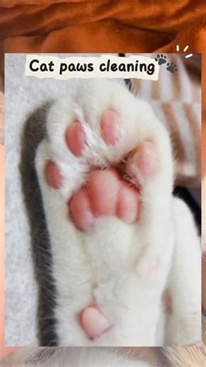 Thecasperhome🇵🇰| Content Creator on Instagram: "How to clean your cat paws at home🫣🔥 Keywords: cat paws, fresh step clean paws, base paws, clean paws cat litter, fresh step clean paws unscented, fresh step paw points, tuft and paw litter, clean paws, how to clean cats paws, how to clean cats paws after litter box, how to clean cats paws from litter, how to clean cat paws from poop, how to wipe cat’s paws, how to clean cat paw pads, clean dirty cat paws, cleaning d