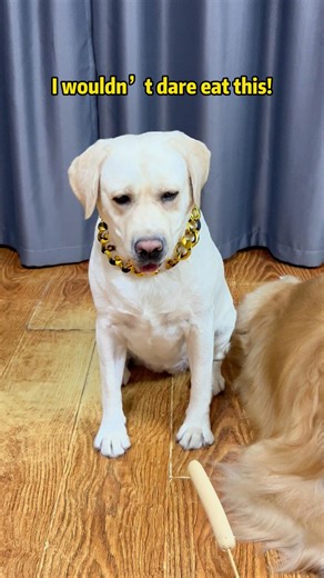 Tangyuan Labrador on Instagram: "This doggo’s really all about self-preservation!#petslife #petparents #mansbestfriend #foryoupate #dogsofinstagram #dogstagram #doglife #Labrado #doglover #dog #pets #funnyvideo"