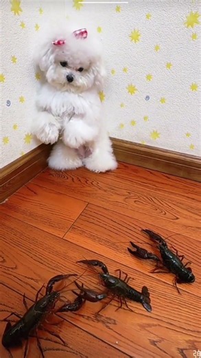 Bichon frise Teacup