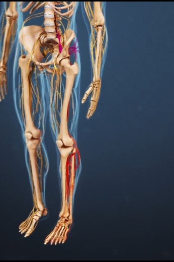 29K views · 248 reactions | Understanding the anatomy of your sciatic nerve will help you discuss the condition with your doctors. | Spine-health | Facebook