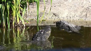 80K views · 185 reactions | Alligator bellowing is one of our...