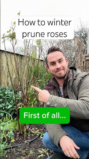 How to winter prune roses #gardening