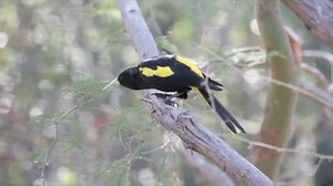 Good morning #Birds & #Nature! Yellow-winged Cacique (Cassiculus melanicterus) | BIRDS & Nature