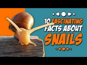 10 fascinating facts about snails