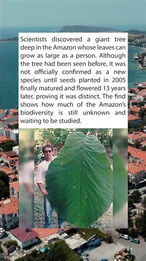 Scientists Found a Leaf Bigger Than a Human