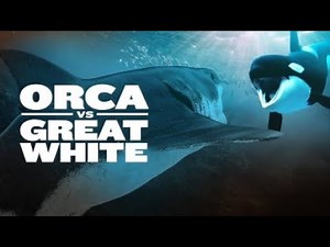 Orca vs Great White 2021 Trailer