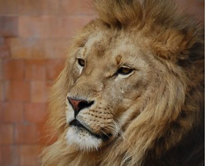 57 Lion Quotes for Motivation to Blow Your Mind