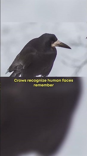 Top 10 Smartest Animals #3 – The Crow Nature’s Problem Solver 🐦