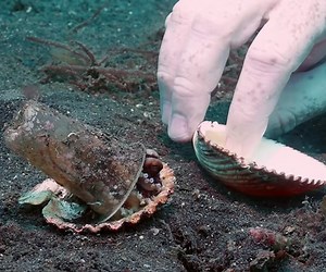 Diver Helps an Octopus Replace a Plastic Cup with a Proper Shell