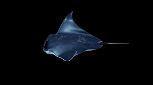 clip-1062727282-isolated-manta-ray-pelagic-birostris-swimming-loop