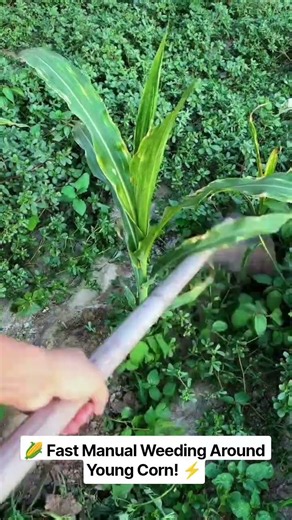 🌽⚡ High-Efficiency Manual Weeding in Corn Field Demonstration #shorts