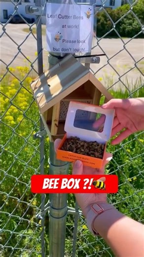 This Kit Lets You Raise Bees at Home 😳
