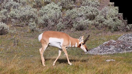 Pronghorn at Northern Range in Yellowstone | See America's Best