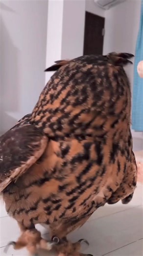 Brilliant step by step smart owl best viral video performance 😱😱😱 #owl #owls #birds #owlsofinstagram #nature #bird #owllover #art #wildlife #owlstagram #owllovers #birdsofinstagram #owllove #owlobsession #naturephotography #wildlifephotography #owlart #birdphotography #animals #photography #owltattoo #barnowl #handmade #birdsofprey #owlphotography #owleyes #eule #best #owlsome #love | Smart Skills