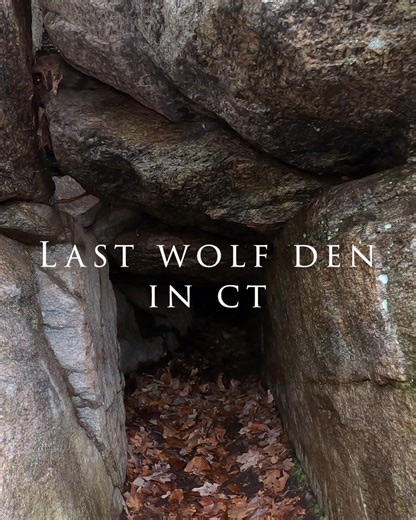A peek into Connecticut's last wolf den. This accompanies previous post copied below: In December of 1742 Israel Putnam, a future American Revolutionary War hero tracked down the last known wolf in CT to this den site and killed it. According to legend, the wolf (a female) had been preying on local livestock for years, including Putnam's own sheep which emboldened him to hunt down the canine. When the she-wolf was found and cornered in the far reaches of this narrow cave, according to the inscri