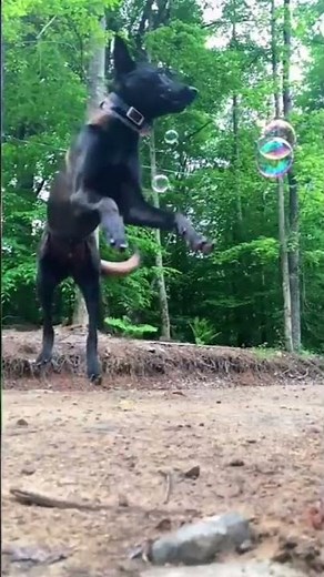 BELGIAN MALINOIS 101: UNDER 60 SECONDS