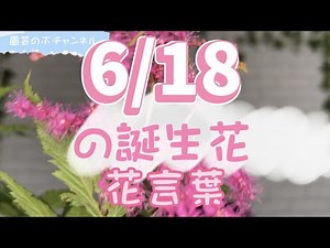 6/18の誕生花と花言葉【園芸のぶチャンネル】【６月】【１８日】【ガーデニング】【雑学】【トリビア】【キョウカノコ】