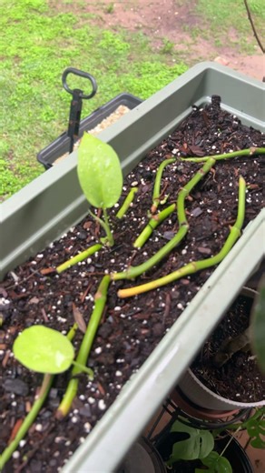 Mini monstera very easy plant for indoor plant beginners