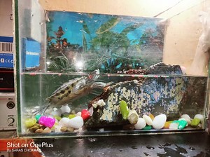 Category: Indian Animals