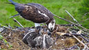 Bore da First sea bass of the season... We can still just about make out which chick is which:2-3-1 | Dyfi Osprey Project