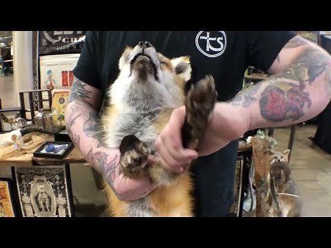 Soft taxidermy a new art