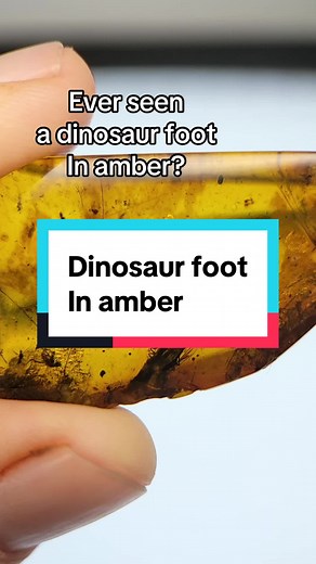 Discovering a Real Dinosaur Foot in Amber