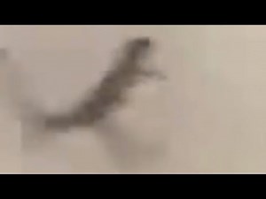 Goofy ahh lizard 💀