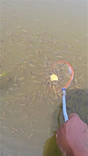 Fish scoop fish strainer