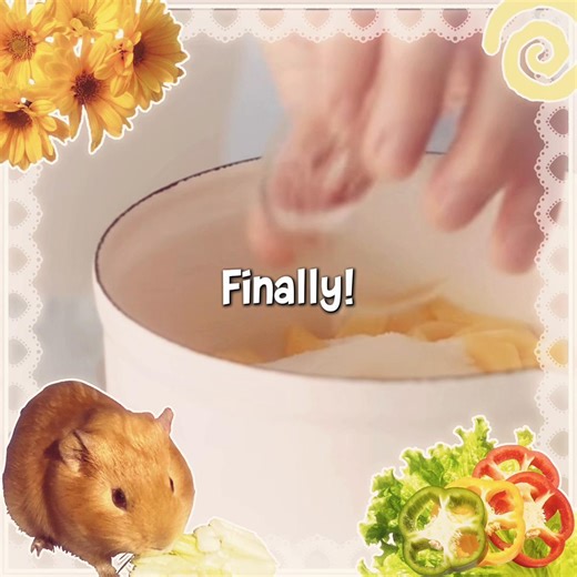 Replacing Guinea Pig Hay Box with Plastic Box