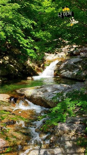지리산 뱀사골 계곡/와온마을 천년송