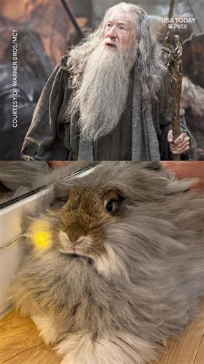 This fluffy, grey bunny may resemble a well known “Lord Of the Rings” wizard, but it’s only magic is captivating a rabbit yoga class. | USA TODAY