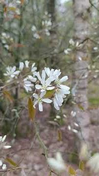 Short Walk (early spring) Landgoed Lichtenbeek near Koningsoord, Airborn museum