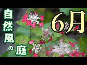 6月 自然風の庭に咲く花