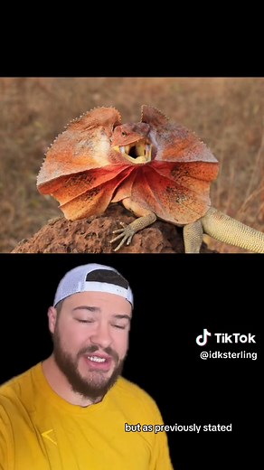 IdkSterling (@idksterling)’s video of frilled lizard