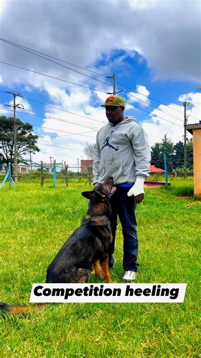 55K views · 666 reactions | #leashtraining #basicobediencetraining #dogtrainer | Baxton DOG Training Academy | Facebook