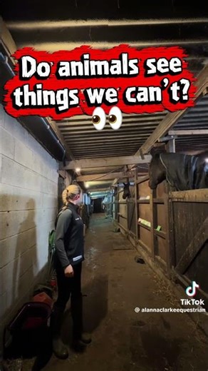 All Her Horses Froze… And Stared at the Same Thing 😨 #shorts