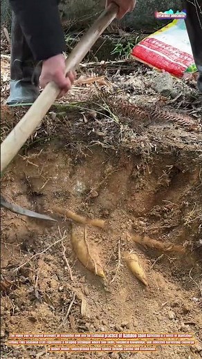 The Art of Bamboo Shoot Harvesting