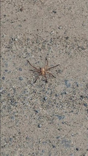 Sun Spider (Solifuge)