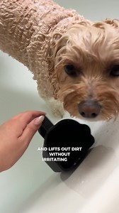 If you’re a Cavoodle or Oodle parent… These are the 3 must-haves I...