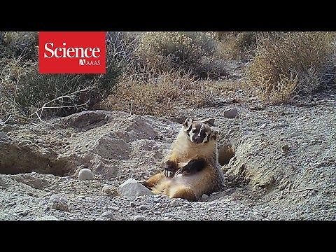 The badger that buried the cow