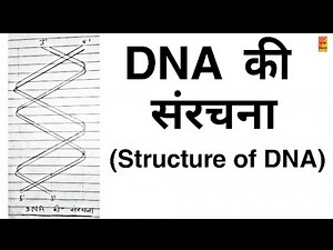 Structure of DNA| डीएनए की संरचना | Hindi