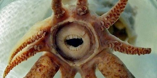 40 Rare Dieren met een vreemd uiterlijk - Dierenfun