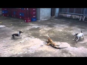 Iguana versus dogs... Santa Cruz Costa Rica
