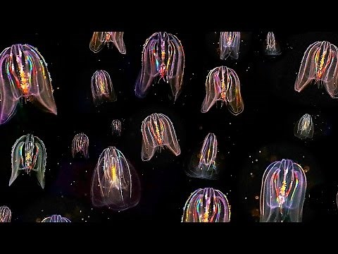 Glowing Neon Jellyfish floating through ocean: HD video