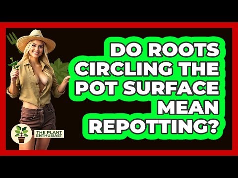Do Roots Circling The Pot Surface Mean Repotting?