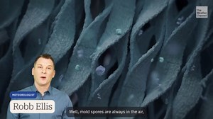 When to worry about mold growing in your home