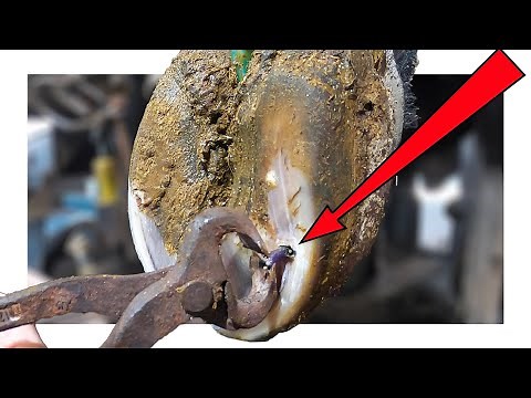 NAIL REMOVED from BULL'S PAINFUL FOOT