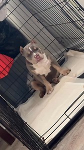 Simba was so mad 😭 | Becca Becc