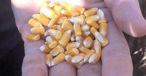 Corn School: Sifting Through Trial Data & the Importance of Careful Hybrid Selection